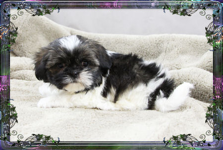 Tiny little female chinese imperial shih tzu puppies for sale small teacup